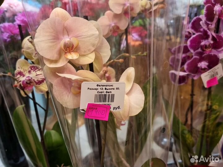 Орхидея фаленопсис