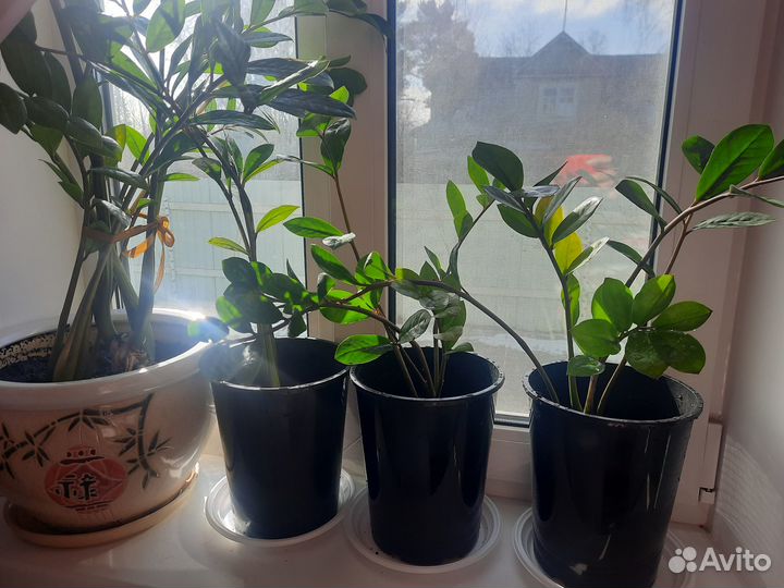 Замиокулькас