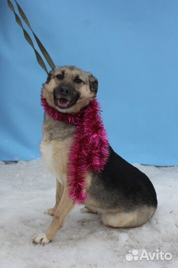 Молодая красивая собака Октавия в добрые руки