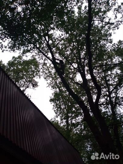 Спил и удаление деревьев любой сложности