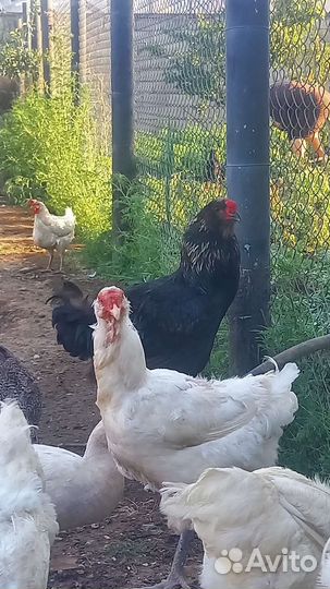 Гергебильские куры