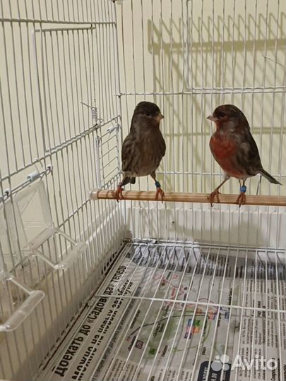 Канарейка Черный красная мозаика