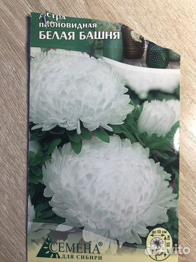 Рассада-астра белая