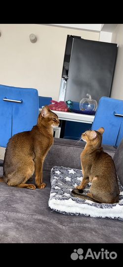 Абиссинские котята WCF