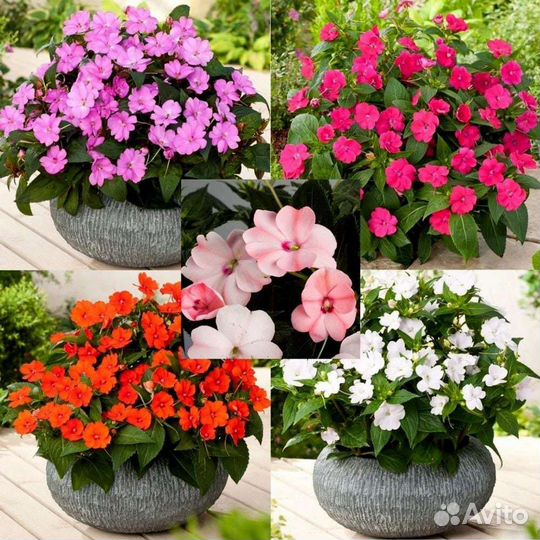 Бальзамин импатиес(ампельный)