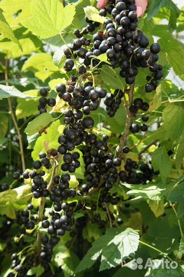 Саженцы черной смородины