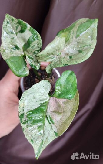 Syngonium Gray Ghost Серый призрак