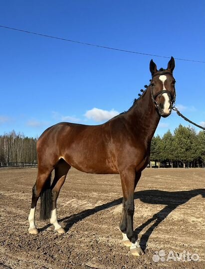 Молодая лошадь, спортивная помесь