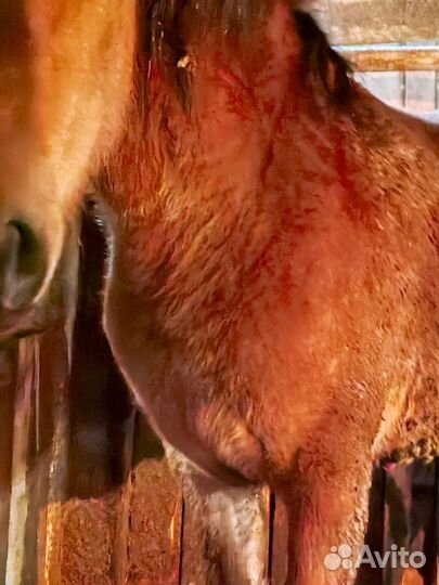 Кобылка с откорма