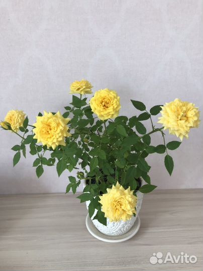 Роза чайная, Бальзамин новогвинейский