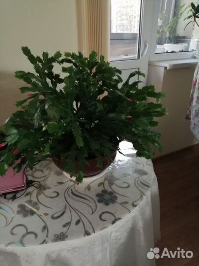 Декабрист шлюмбергера