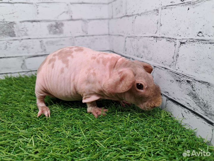 Скинни далматин