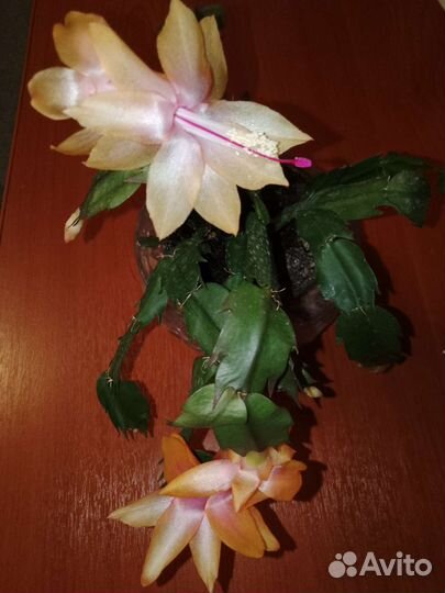 Кодиеум кротон,декабрист жёлтый