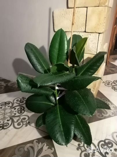 Фикусы, драцены, фил, сцин, гибискус