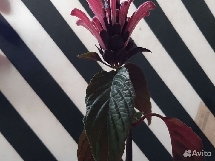 Юстиция (якобиния)