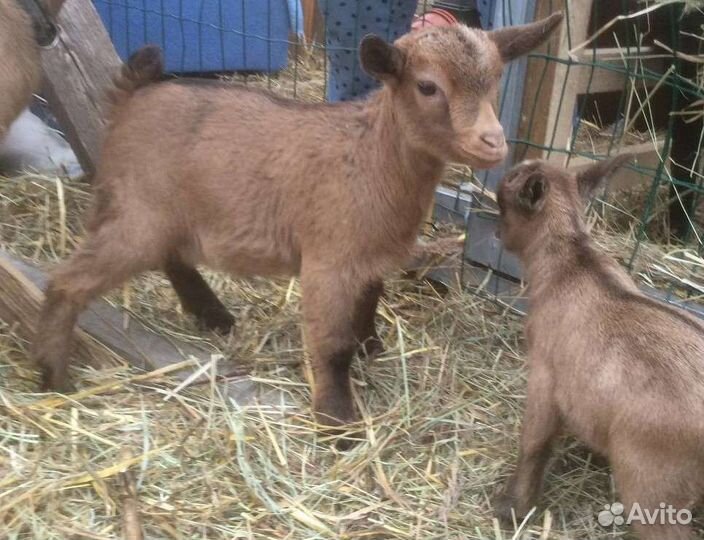 Чистопородн камерунская козочка и козлик в подарок