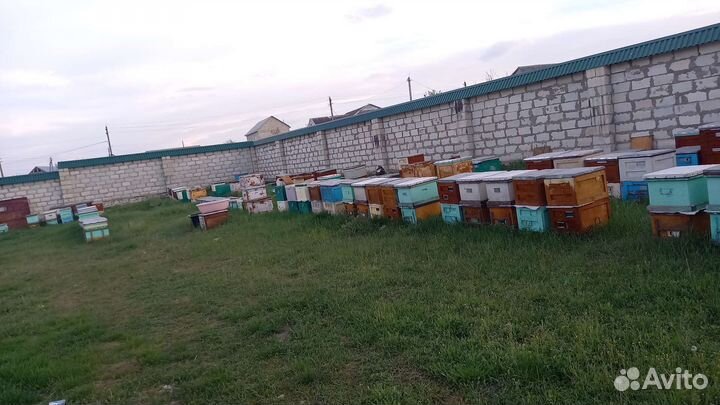 Пчело пакеты