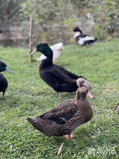 Утки башкирские