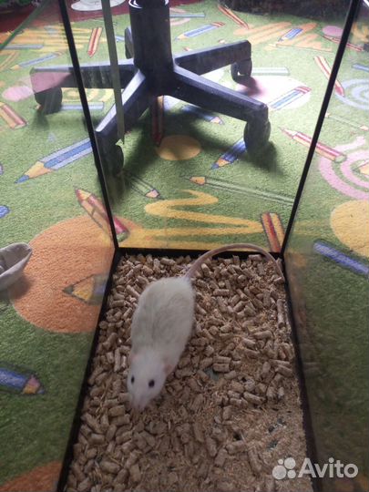 Крысы декоративные