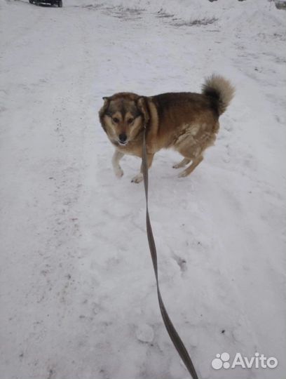 Собака в добрые руки
