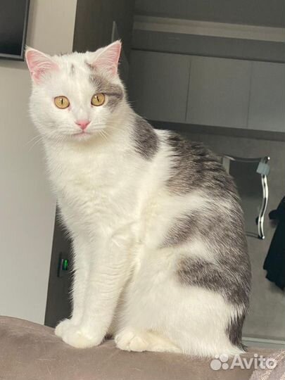 Серый и Беляш нуждаются в доме