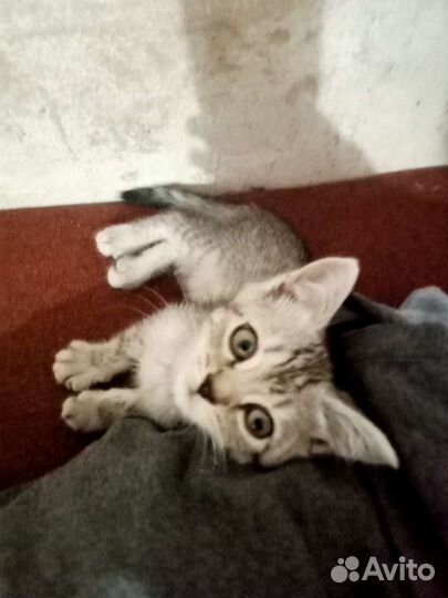 Британский котёнок