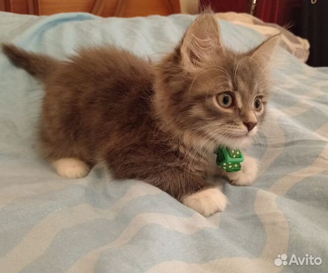 Котята