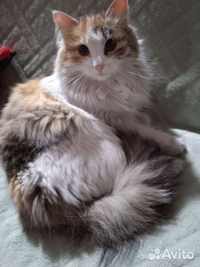 Сибирская кошечка