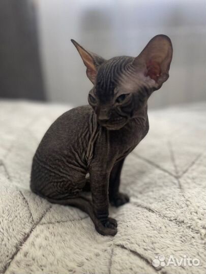 Котята сфинкс