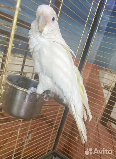 Попугай и клетка