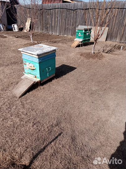 Продаю пчелосемьи
