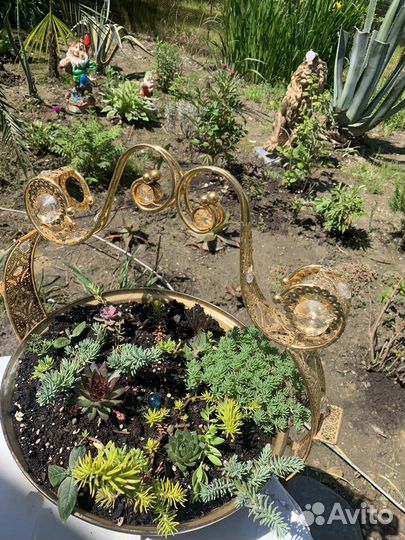 Композиция из суккулентов