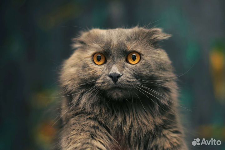 Кошка Марго