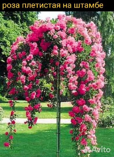 Роза, яблоня, сирень на штамбе