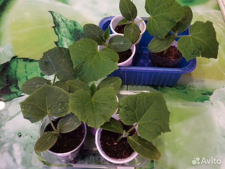 Рассада огурцов, кабачков