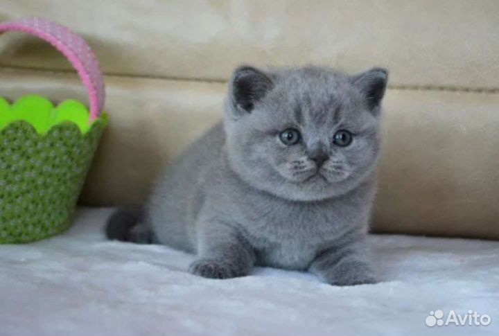 Шотландские котята
