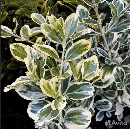 Бересклет Браво