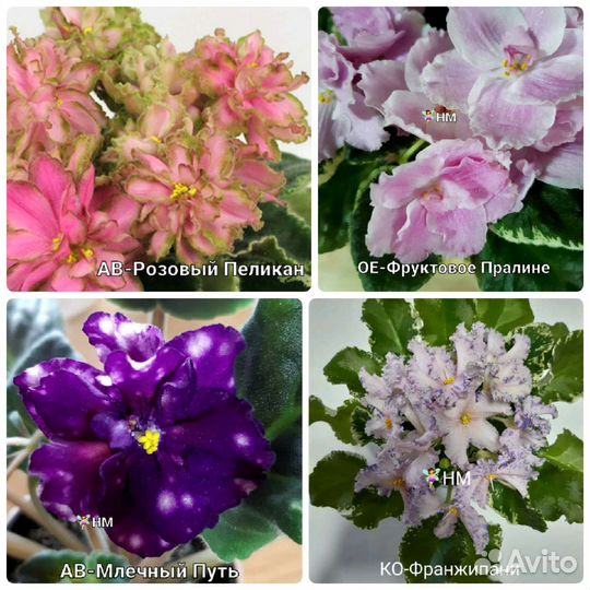 Сортовых фиалок листики (черенки) с детками