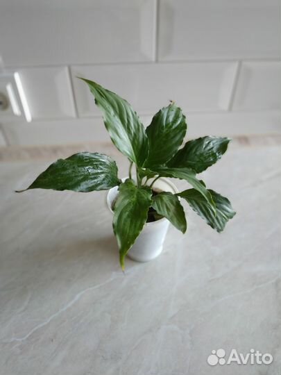 Спатифиллум