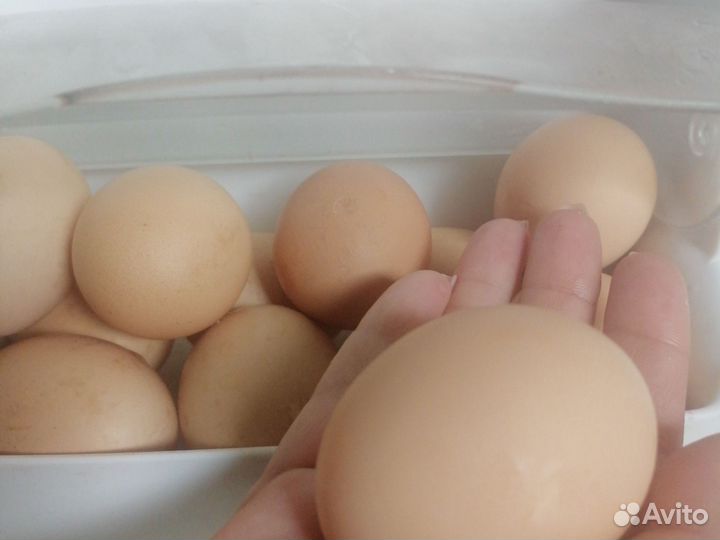 Домашние куриные яйца от 10 ка