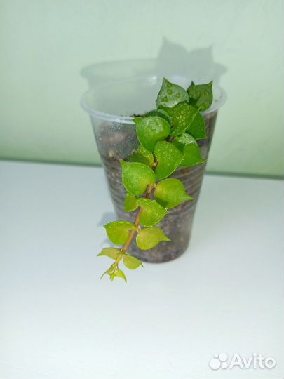 Дисхидии самые красивые сорта