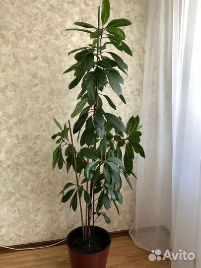 Фикус