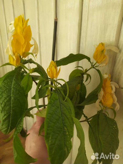 Пахистахис