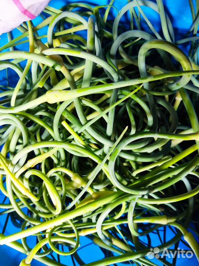 Чесночные стрелки