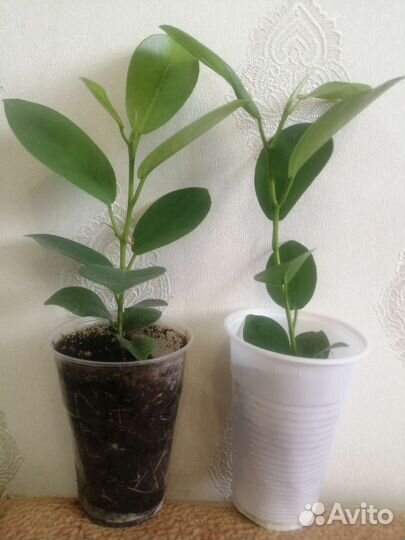 Гортензия, Сирень, Орхидея, Фикус Мокламе,Олеанд