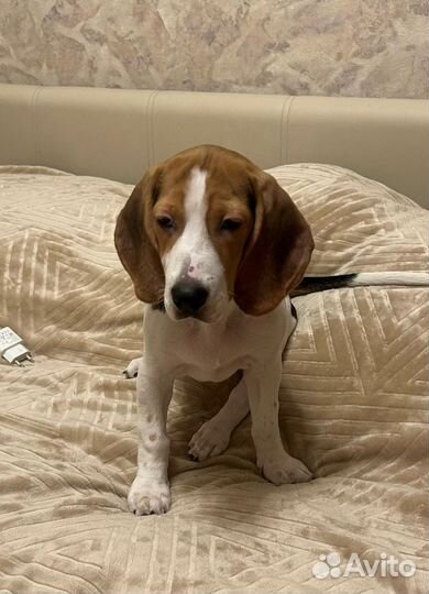 Щенки бигль