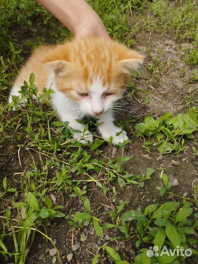 Два мальчика и две девочки