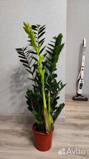 Замиокулькас