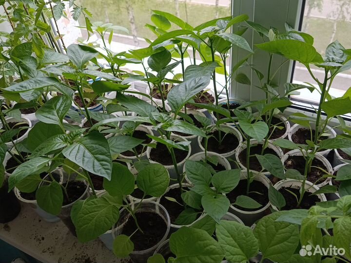 Рассада капусты, перцев, помидор, баклажанов
