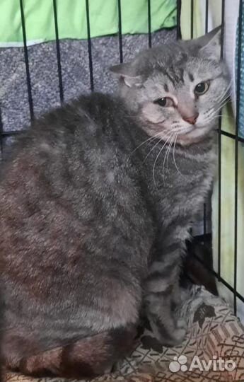 Кошке нужен дом